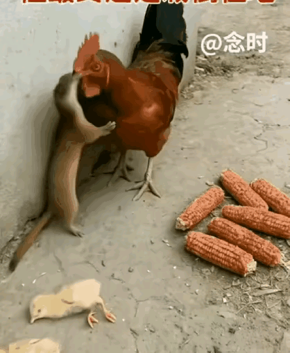 刷到黄鼠狼“吻”死大公鸡的视频时，我差点以为老祖宗的俗语要被改写——这哪里是没安