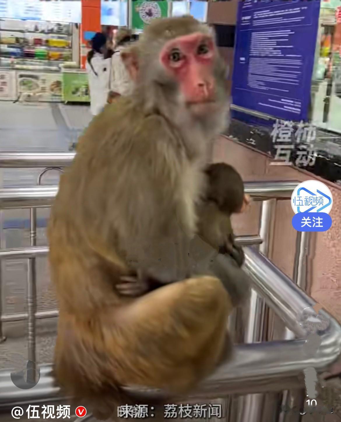 近日，张家界景区的猴子可好玩了，他们不在景区内待着，跑出来在景区售票处护栏上蹲着