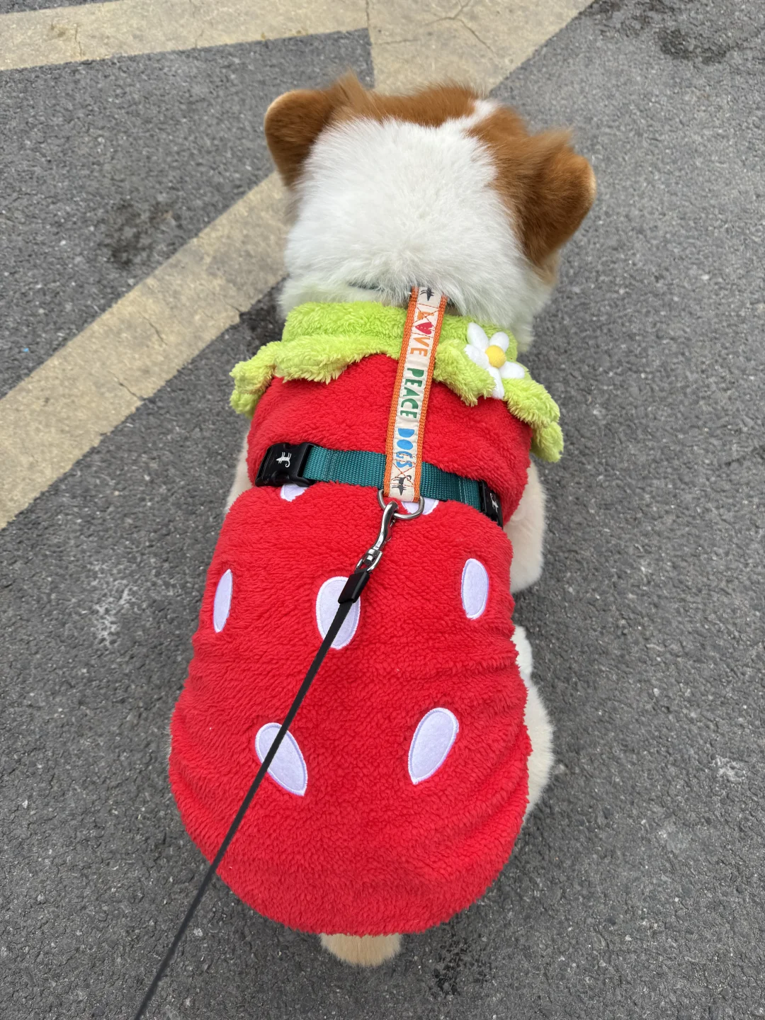 新鲜大🍓，十元一斤啦