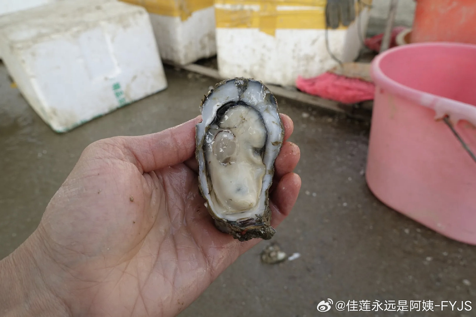 牡蛎这玩意儿谁发明的？用一字起子就能撬下来，自带一个碗可以很方便的放火上烤，甚至