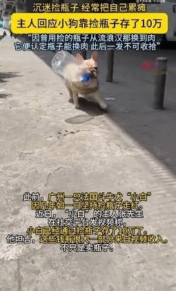 嘿，广州有只小狗那简直是“捡瓶小能手”，就像个勤劳的小矿工，靠捡瓶子居然攒下了1