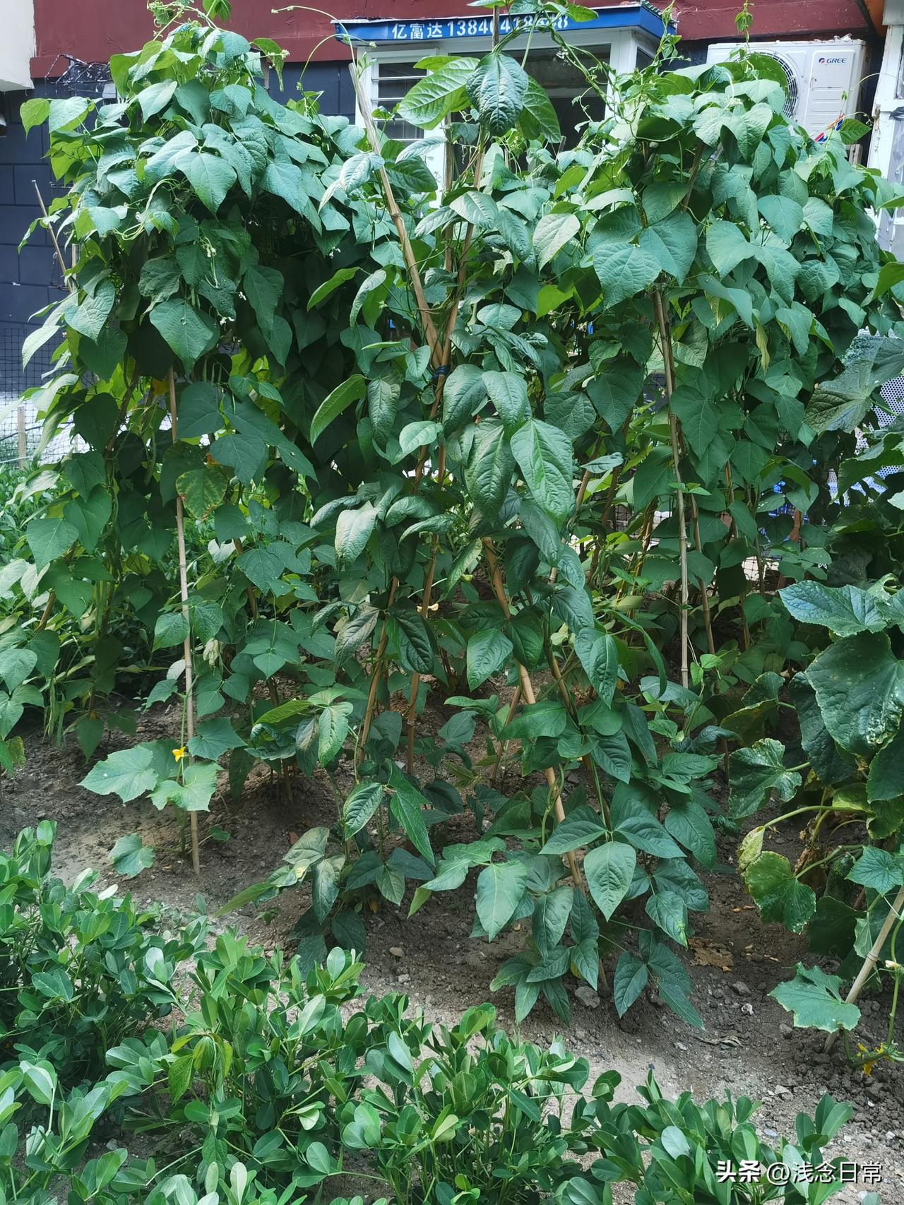 农家小院种菜大丰收，芸豆、番茄、青椒、青茄、黄瓜全都摘满盆，纯天然现摘鲜菜，搬出