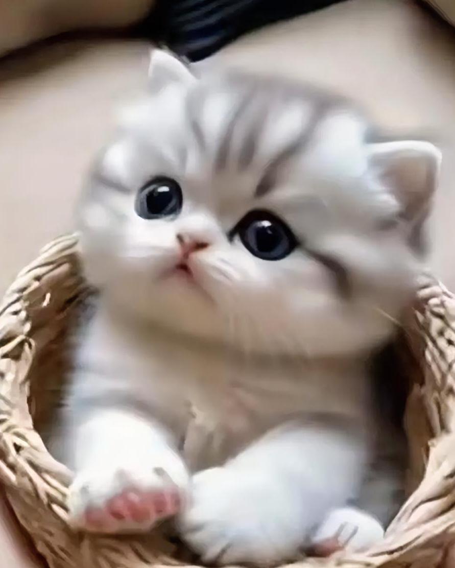 分享一张你家猫咪的照片 这大概就是传说中的“篮子里的小可爱”，可爱到犯规！