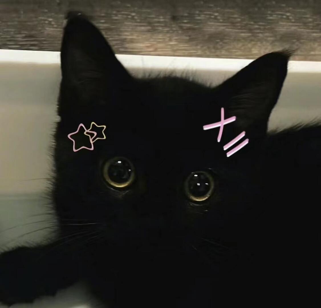 当之无愧的黑猫少爷 