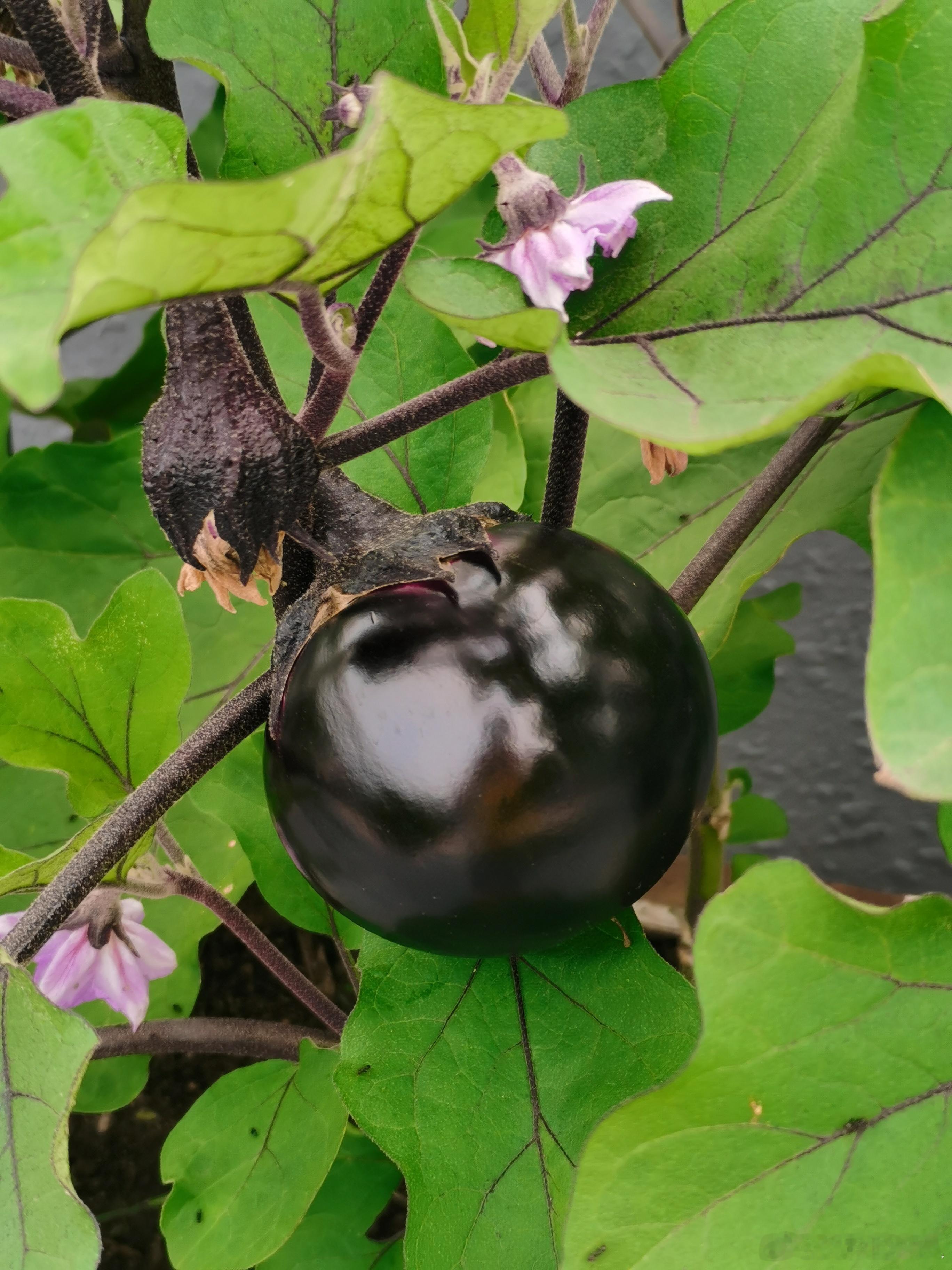 生活手记 房东种的茄子🍆，过几天就能吃了。