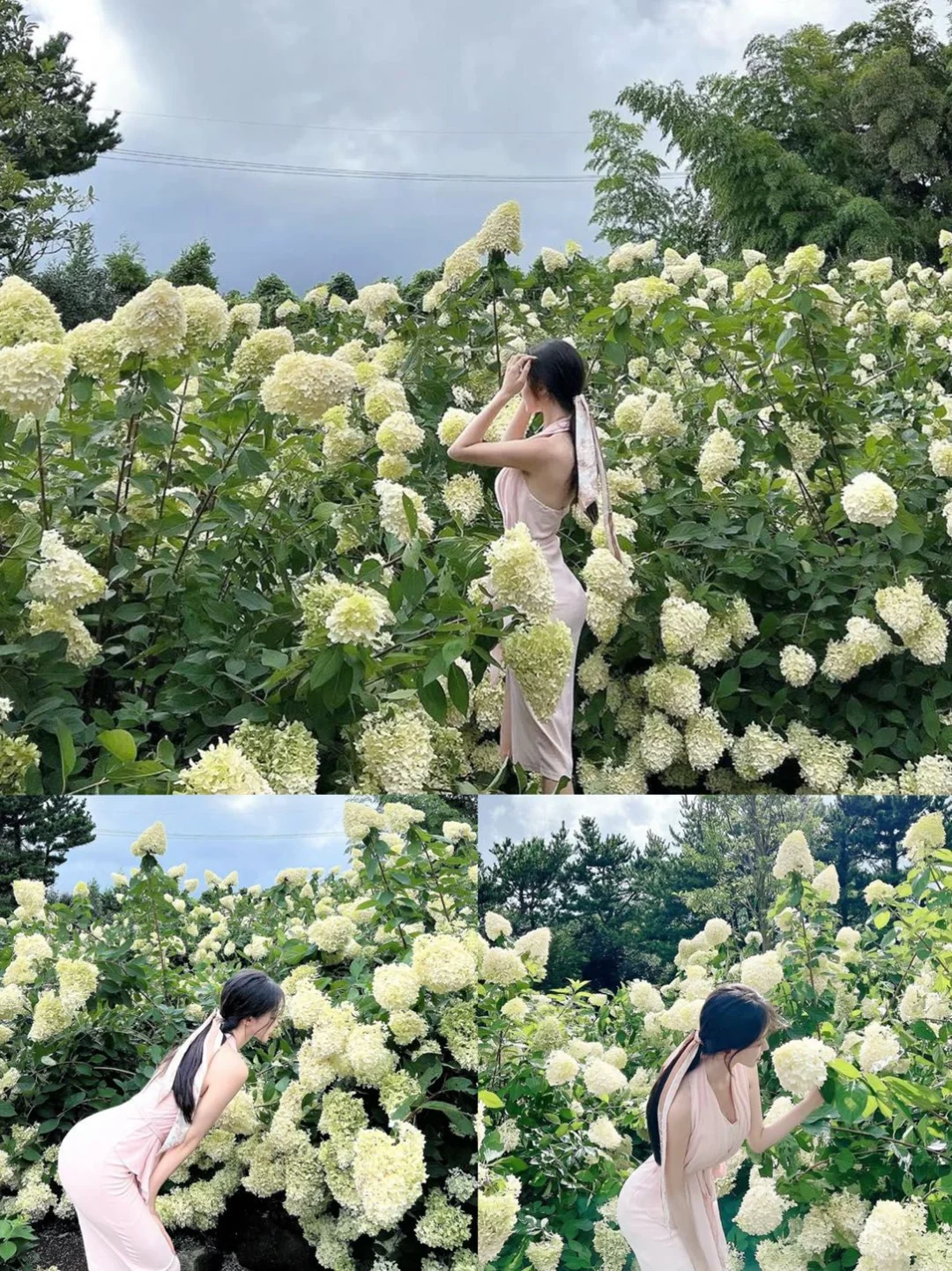 来济州岛千万别忘了来一场赏绣球花之旅❗️