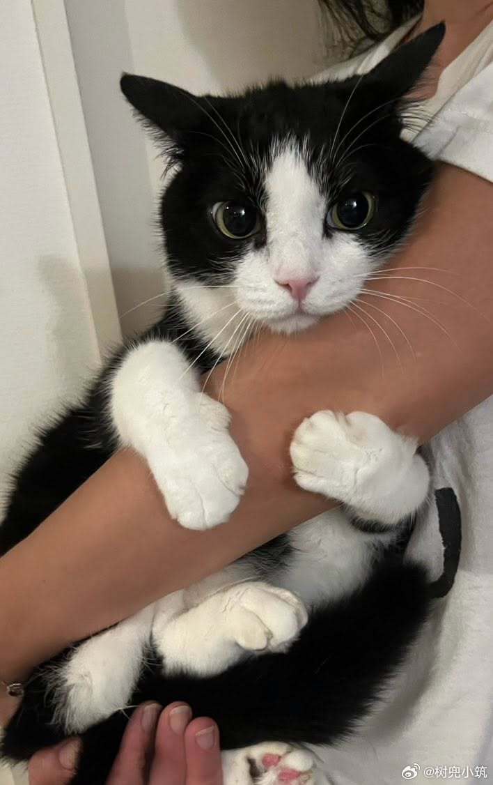【 家里的猫猫听到打雷声的反应 】 