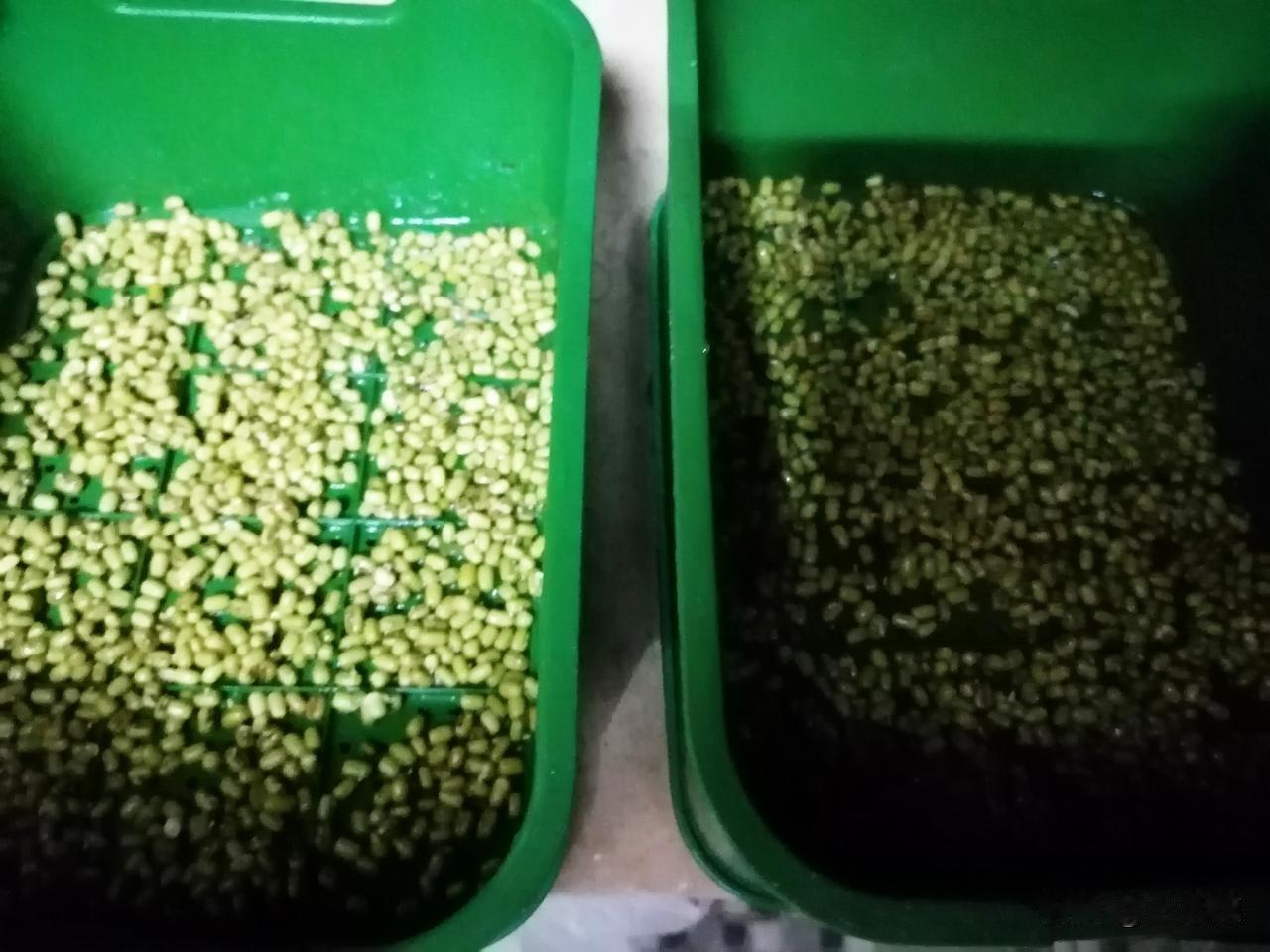 退休第585天，早安。

昨晚我又泡了些绿豆，准备重新生绿豆芽。

这次泡的豆子