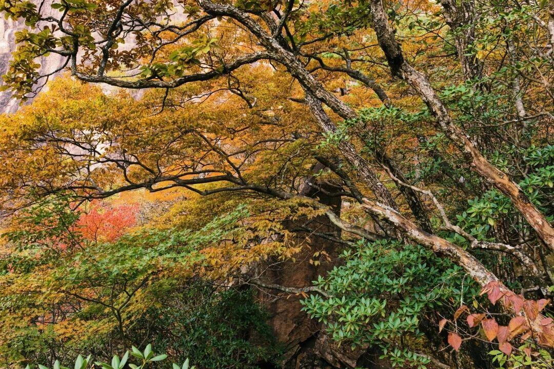现场播报！【秋色浓度90%+】黄山漫山遍野，已然醉透，错过等明年

乘着索道上山