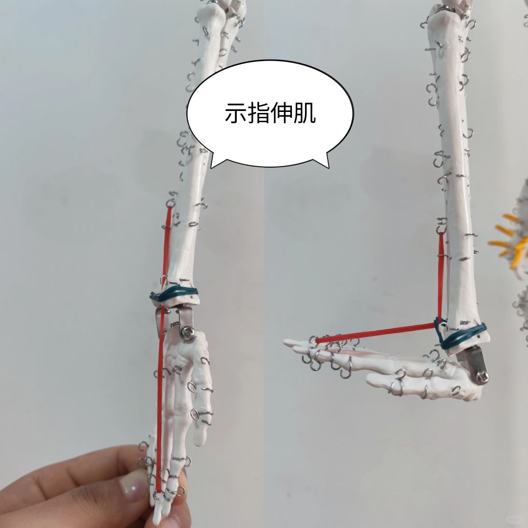 示指伸肌