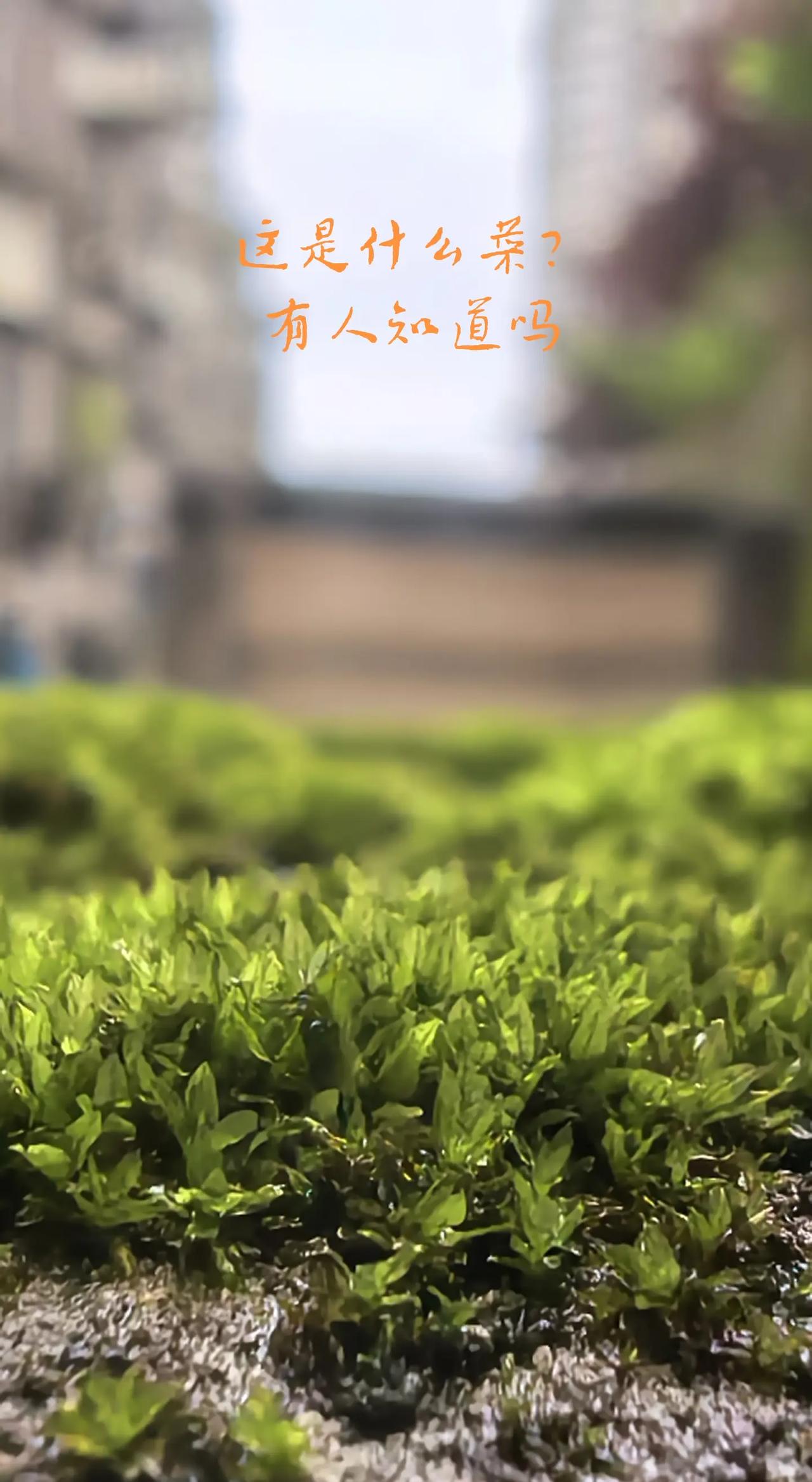 微距拍摄。它叫什么