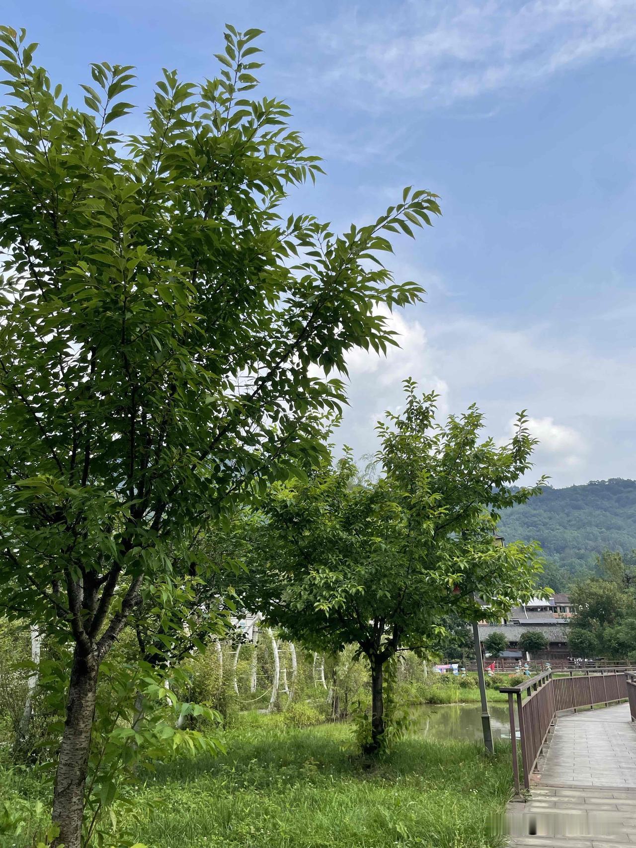夏日阳光太盛，有树荫就不一样了，树荫下的清凉正好。