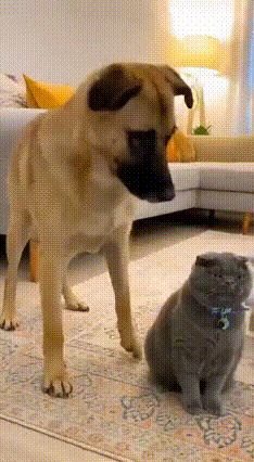 🔥猫届年度护妻名场面来了！看完直接被猫爸帅到失语！
 
大黄你可真会挑时候啊！