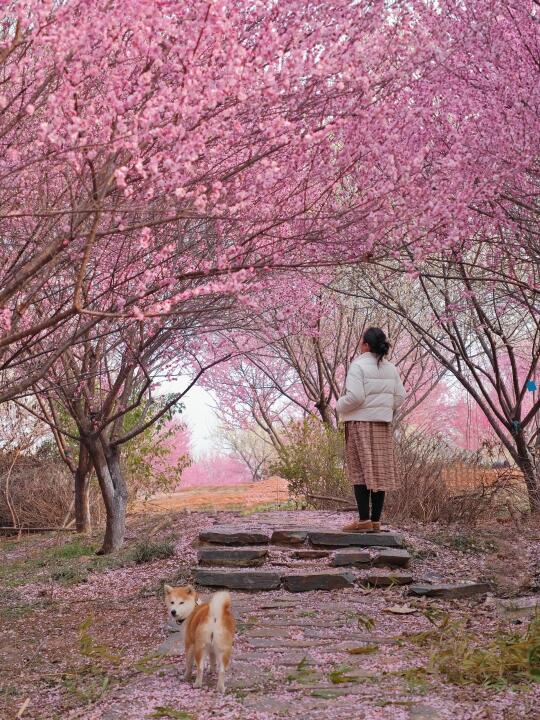一场春雨过后，武汉小众梅花林美翻了！🌸