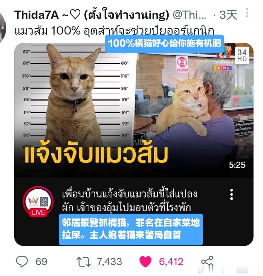 泰国人养橘猫be like： 