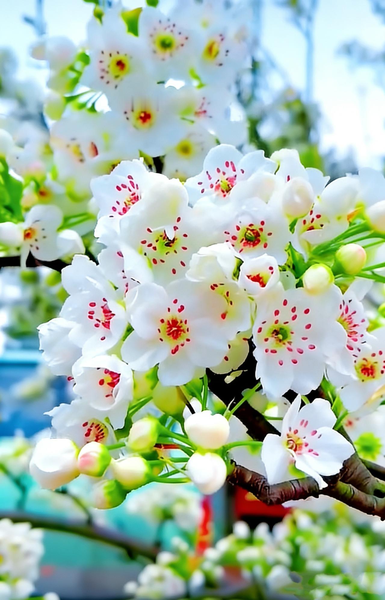 上联：梨花愁细雨；
下联：杨柳爱春风。