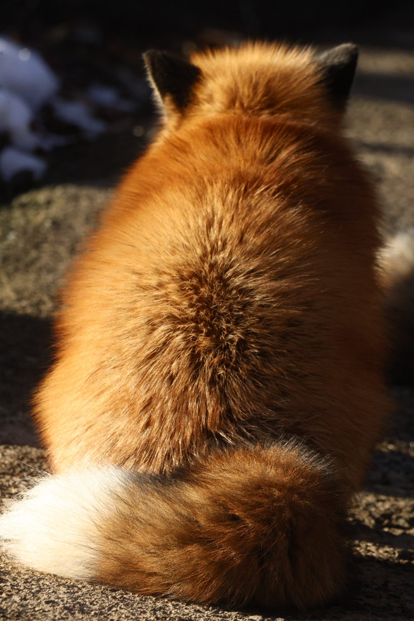 狐狸 冬日阳光下~~毛绒绒的焦糖色狐狸丸子就是最棒的【推：ttt_zegu952