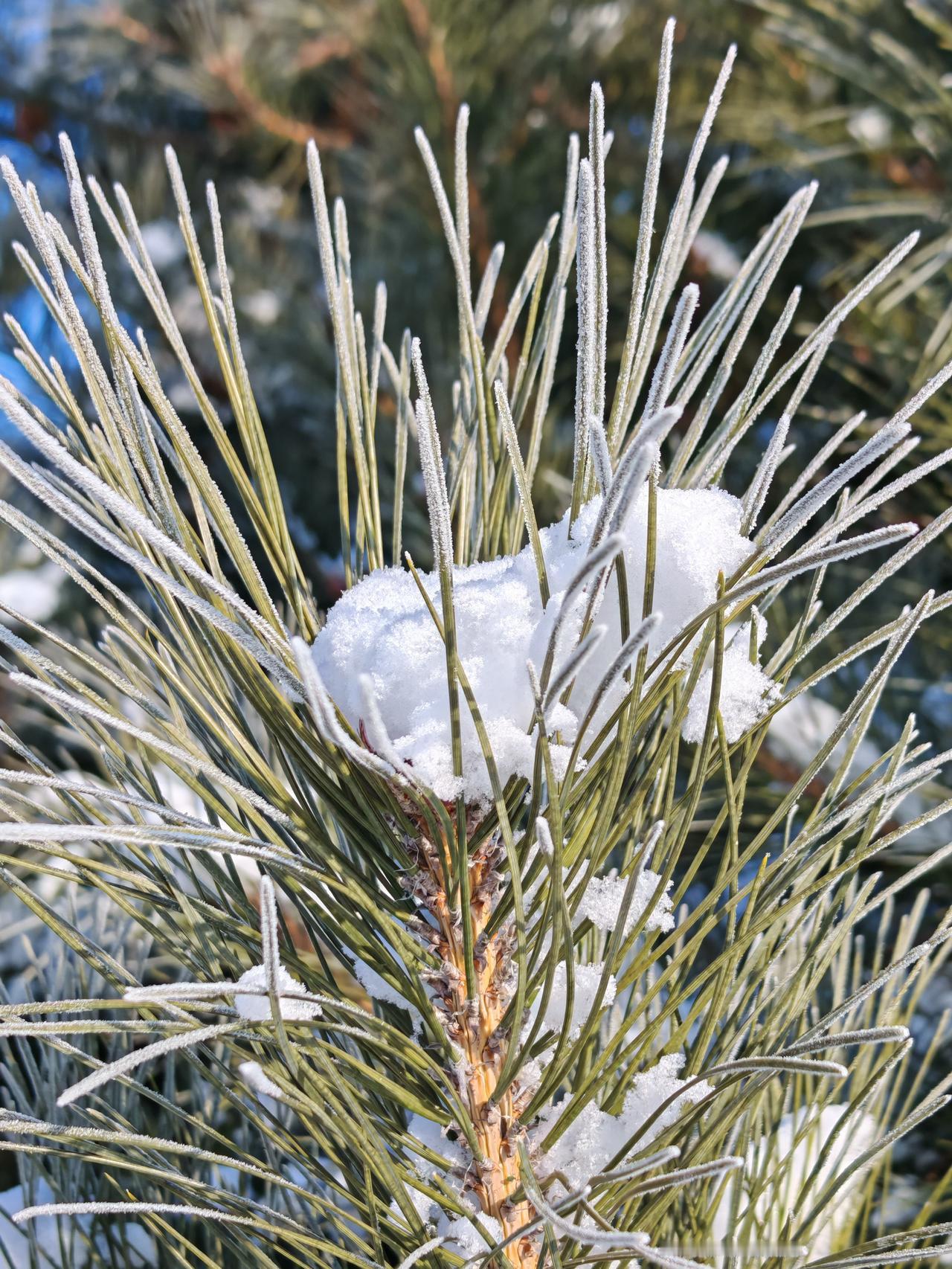 与痛风斗争的历程80
 
   早晨起床，天朗气清，浑身关节舒展通透，没有一丝往