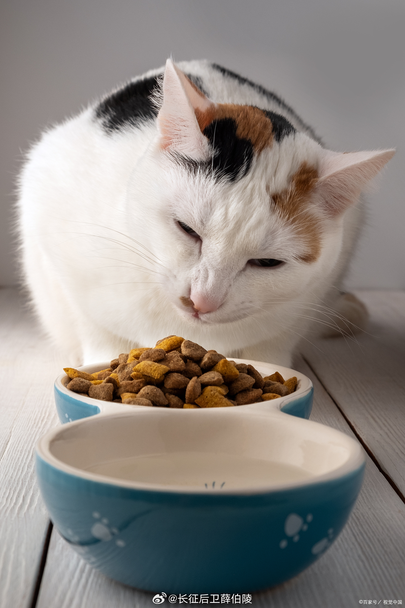 8款热销猫粮5款检出真菌毒素 宠物食品配方同样不可掉以轻心，加强监管，才能保证质