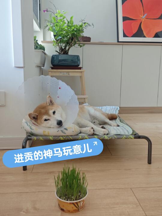 为狗精心培育的狗草