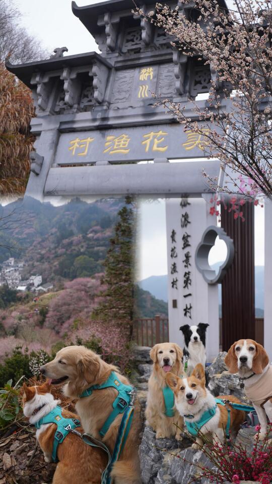 带小狗去卖花渔村徒步～走进春日梅花林