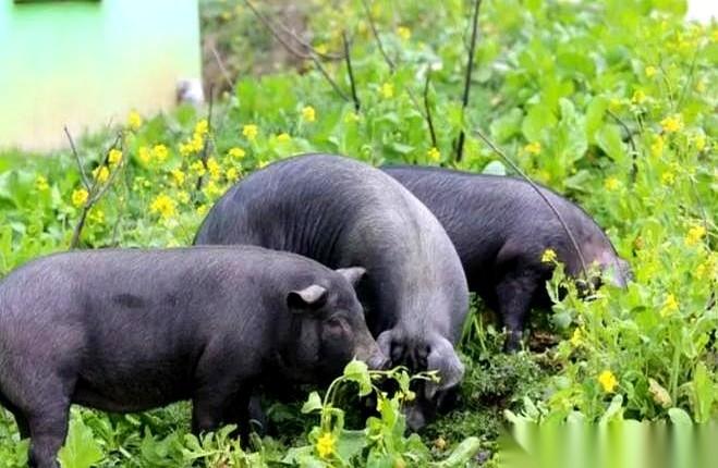 别再怀疑自己的厨艺了，也别再说“小时候的味道”是记忆滤镜。
我今天才算彻底搞明白