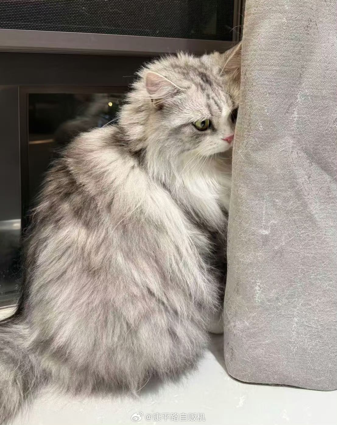 无畏为自己的猫正名了财财：体重很标准，全是长毛搞事情，自闭缩角落，感谢铲屎官替我
