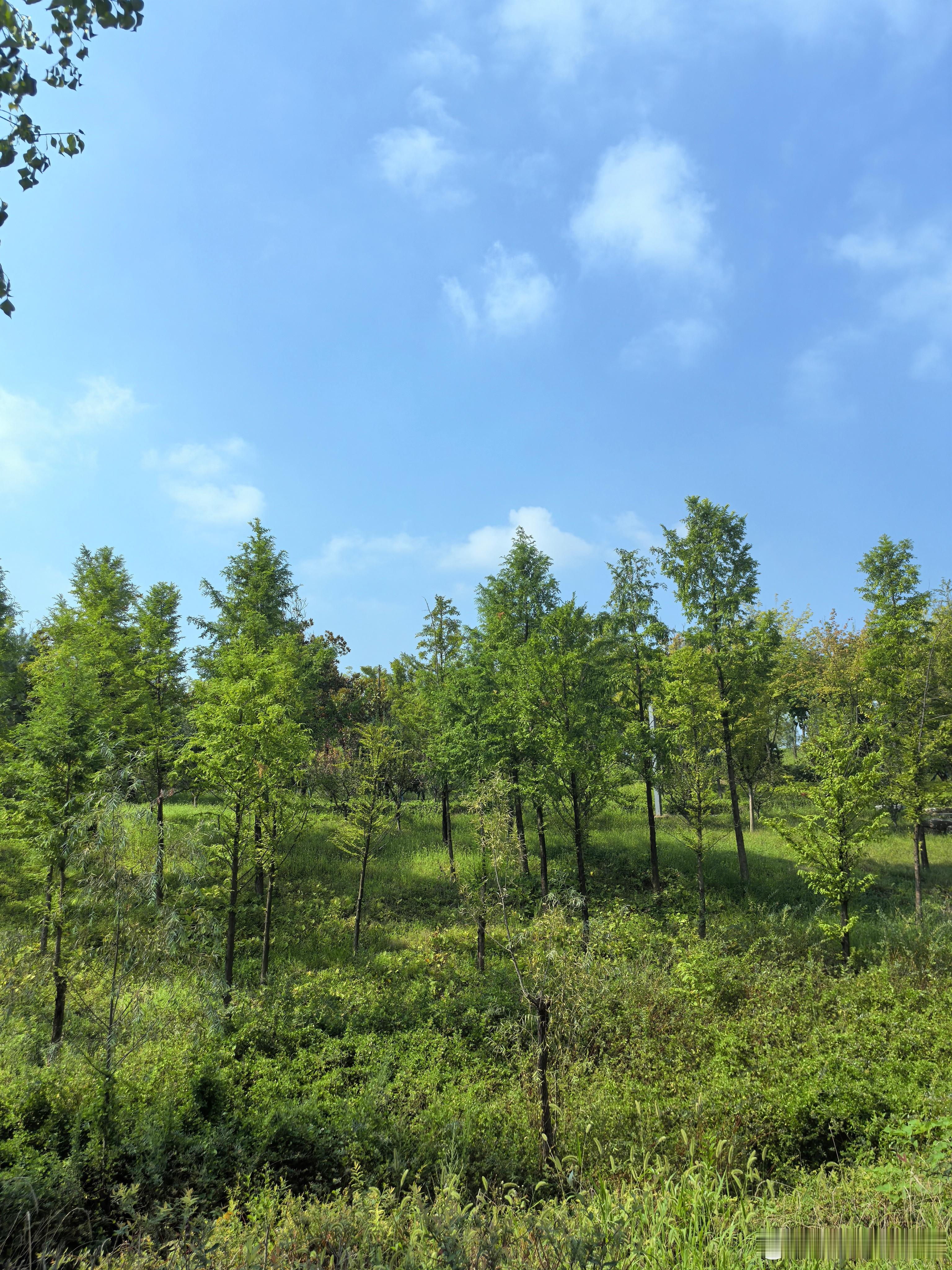 随手拍美景 [心][心] 荣儿的日常 初秋的美好，是澄澈晴空，是层叠绿意，是风掠