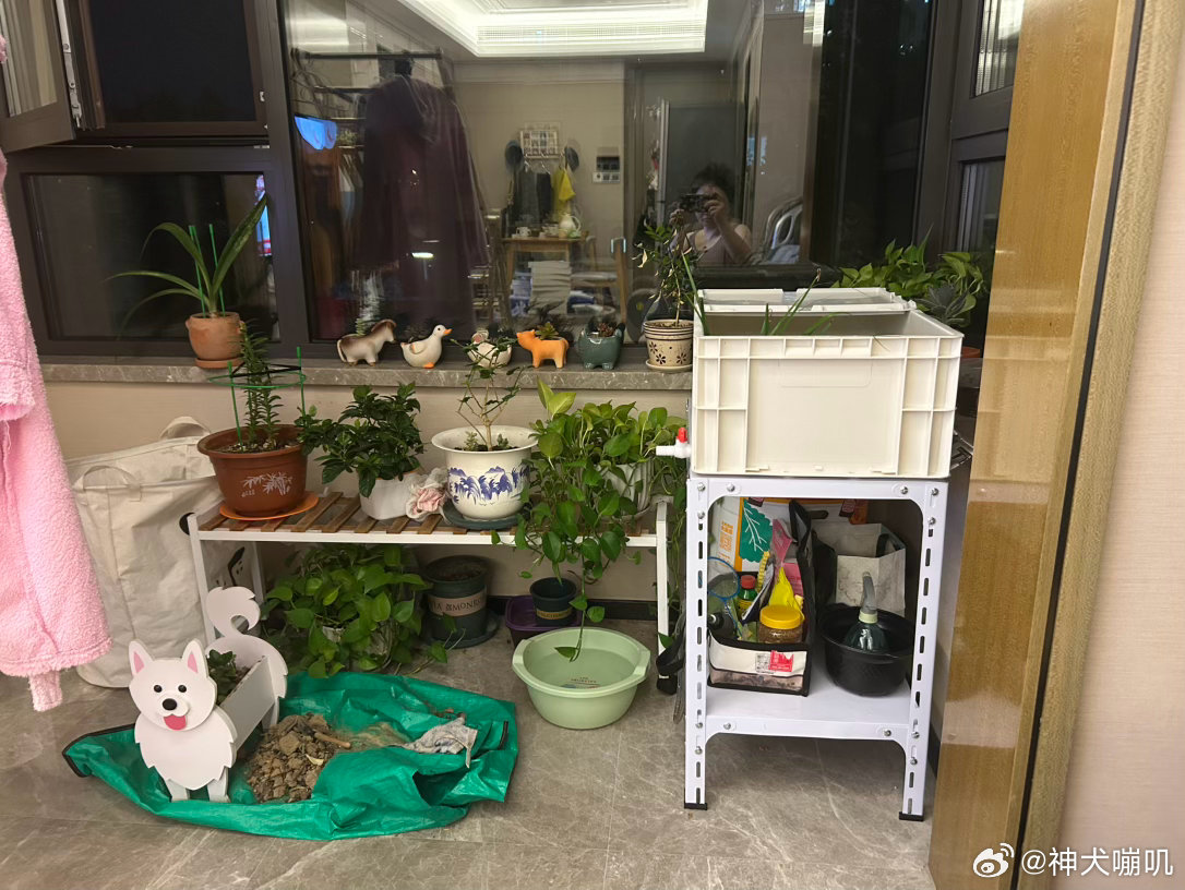 买了个架子，组装了一下午。然后把阳台收拾了一下。龟龟终于安置好了。 ​​​