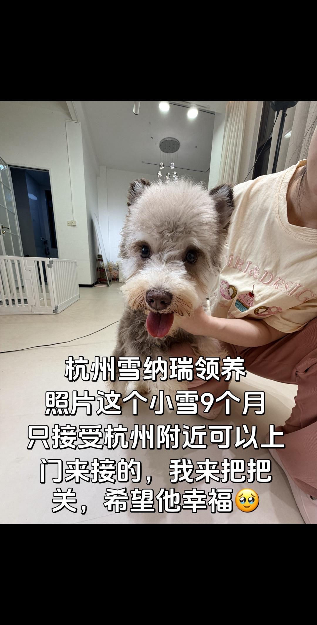 杭州雪纳瑞领养｜希望能找到幸福新家🏠 是个小弟弟，很健康