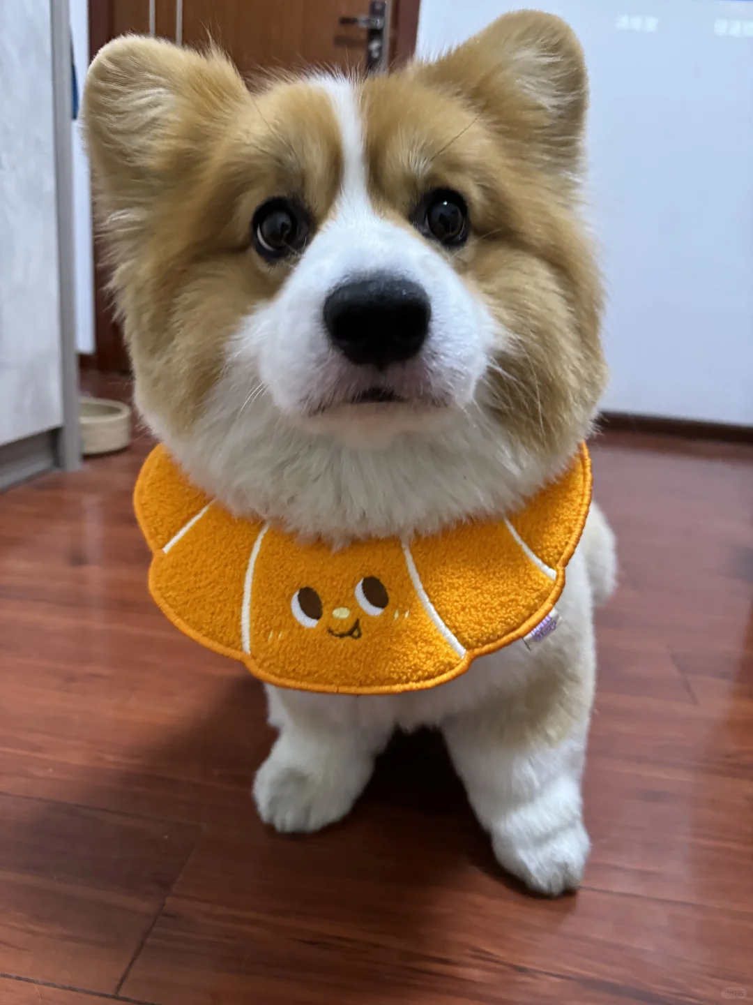谁家小狗头这么大啊