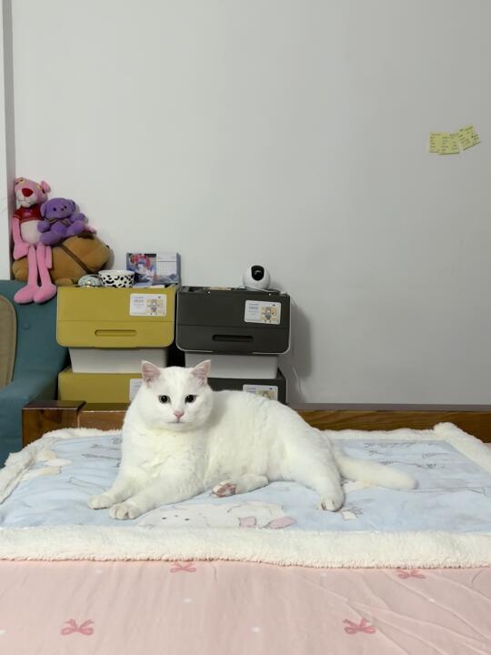 左滑看猫劈叉