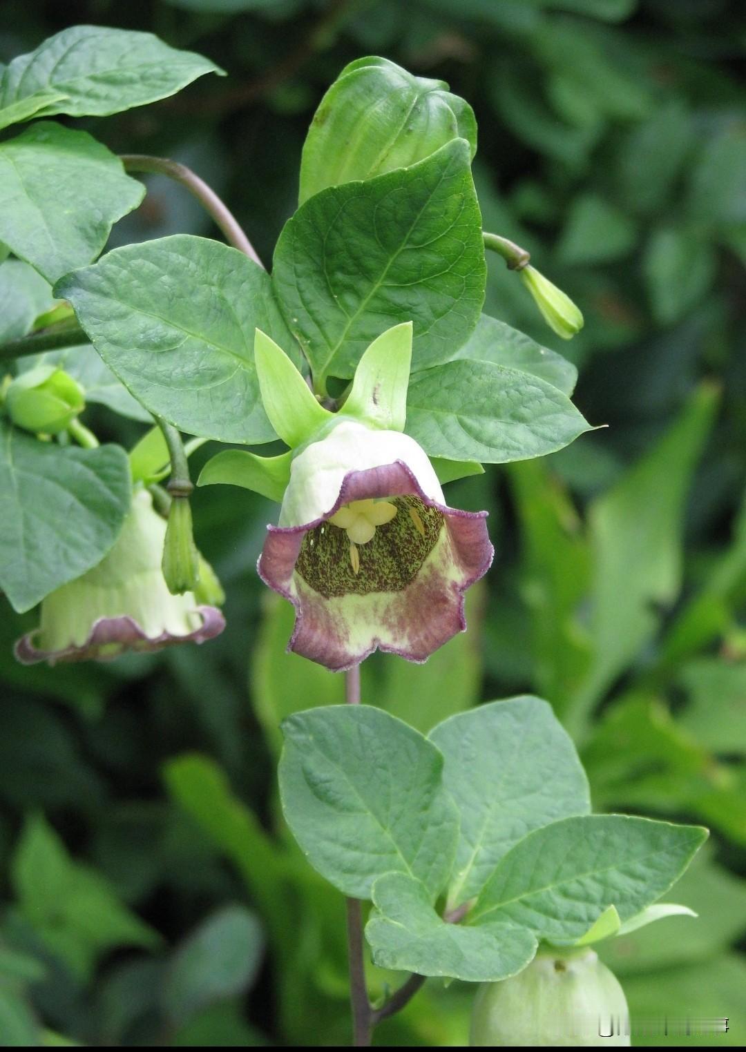 可隔壁王叔种同样品种，却亏了本。这事儿说来话长中药材这行，真不是简单的“挣钱”或