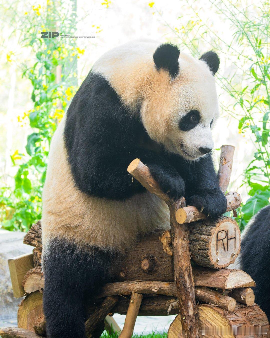 熊猫双胞胎的玩具也要准备一模一样的，辉宝睿宝争着骑小摩托～ 