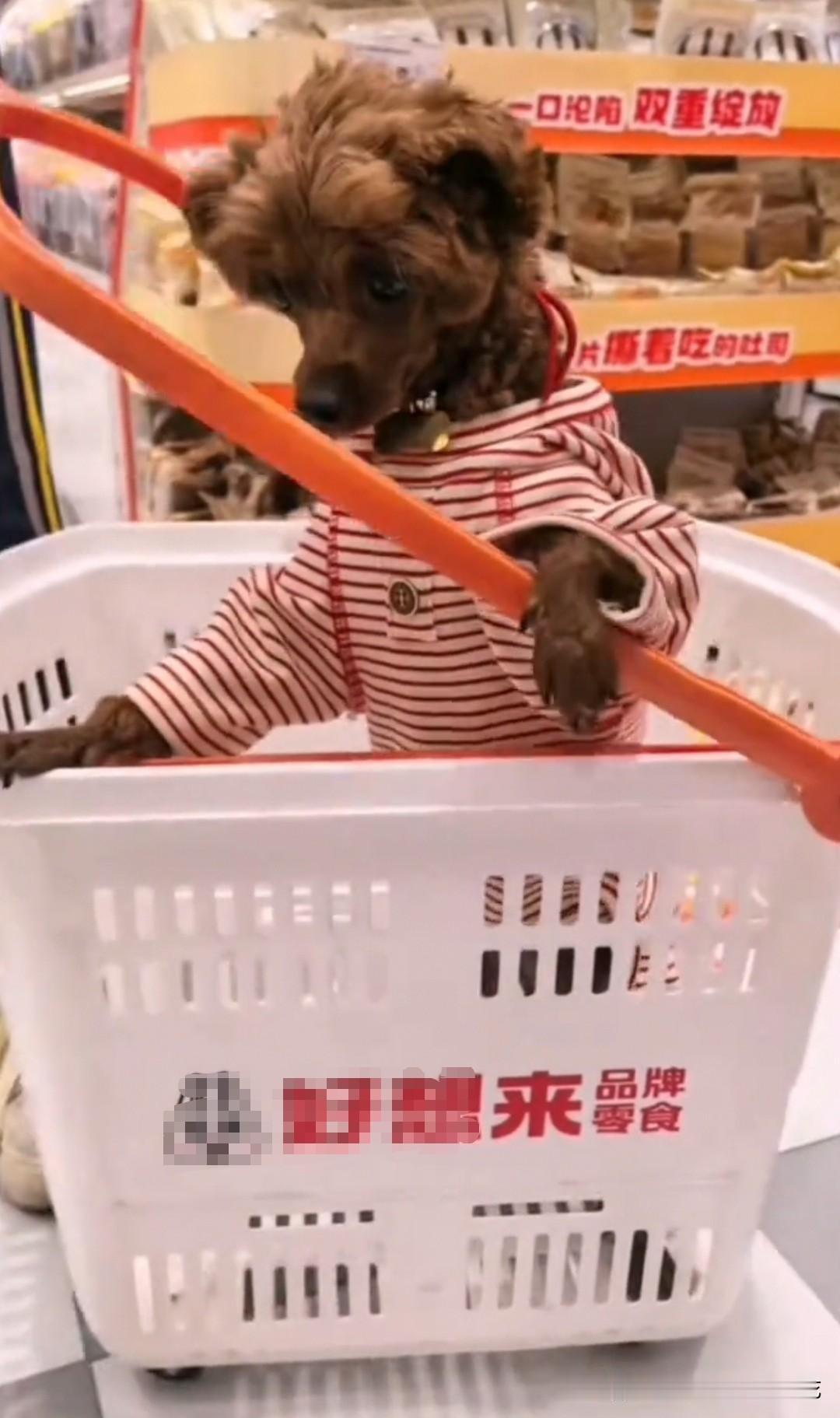 又是这家品牌的超市，又是狗在购物篮里，这样的购物篮你还会用吗？
最近有网友曝光了