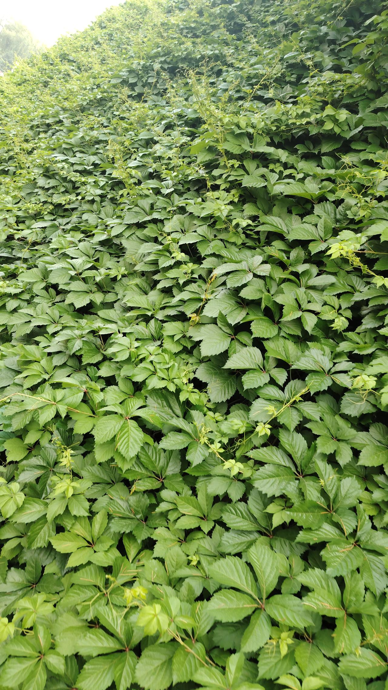 下图片是涉县龙山公园一角一山虎，我的非常茂盛。真是 绿蔓织墙，小花藏叶间，把公园