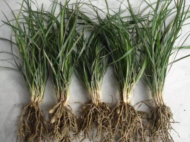 麦冬：寒窗下的润喉仙草
 
南宋临安城外，有个叫陈子墨的穷书生，自幼丧父，与老母