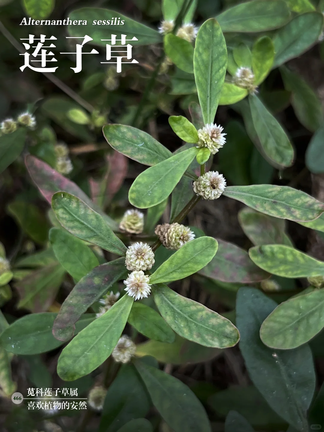 福州植物打标466 ｜ 莲子草