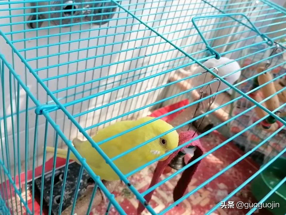 奍鳥趣事，我养两只鹦鹉一公一母，本是同胞兄妹的一窝，在平常两鸟亲蜜友受，互相不时