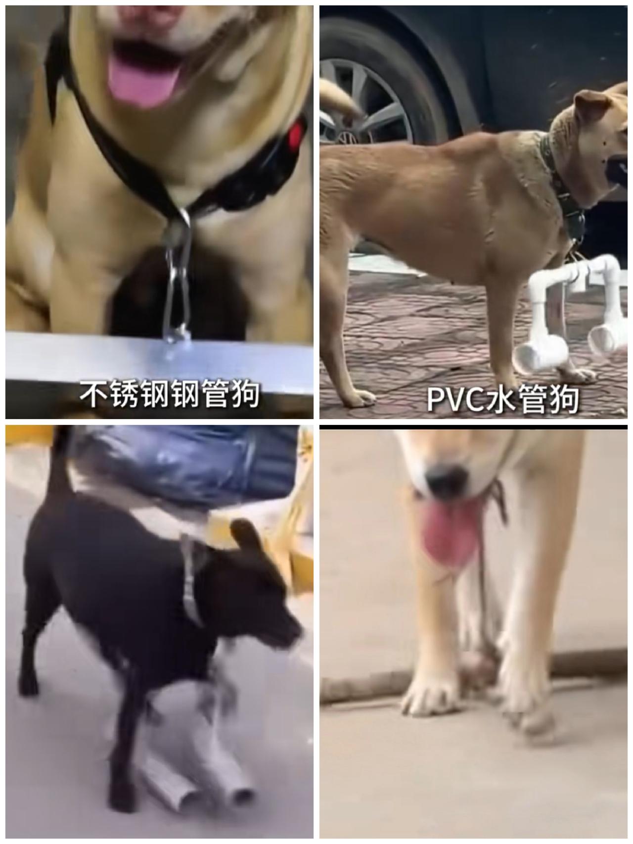 哈哈，发明这种狗狗限速器的真是个人才，以后遛狗再不用太担心狗狗追人了。

方法是