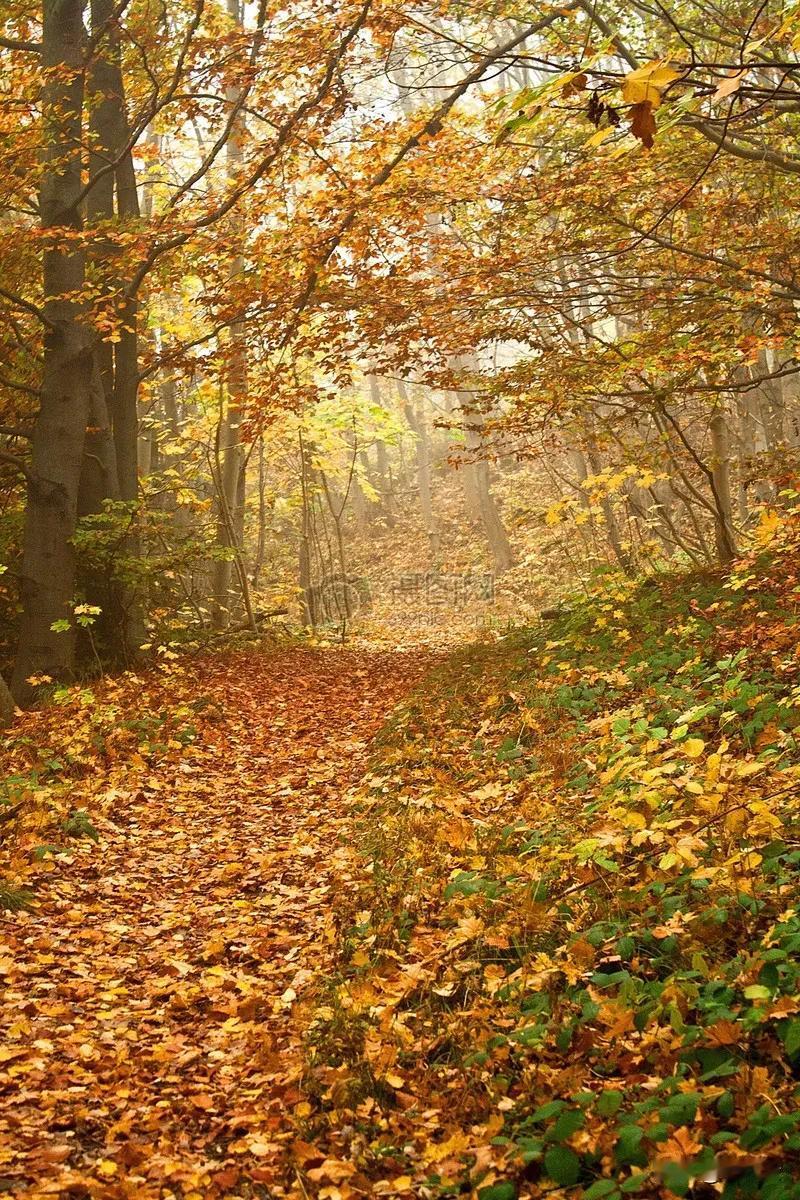 #秋日生活打卡季#🍁#秋日生活打卡季#，记录美好秋日时光！📸
 
漫步在铺满