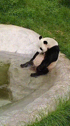 看完迈迈坐在水池边洗脚的画面满心欢喜，大熊猫半倚在石沿，低头认真揉搓脚掌，任凭清