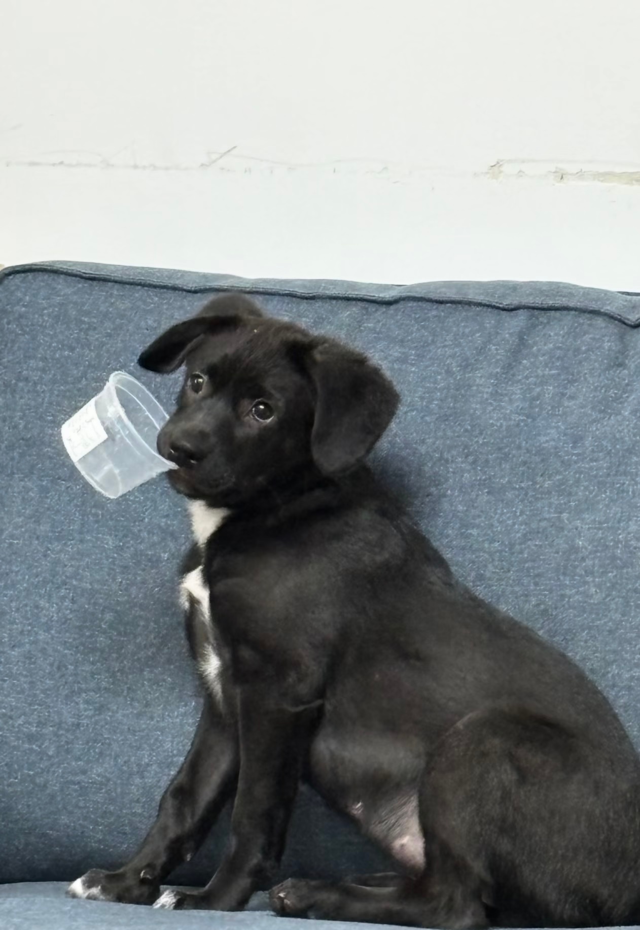 叼着碗等待早饭的小狗 