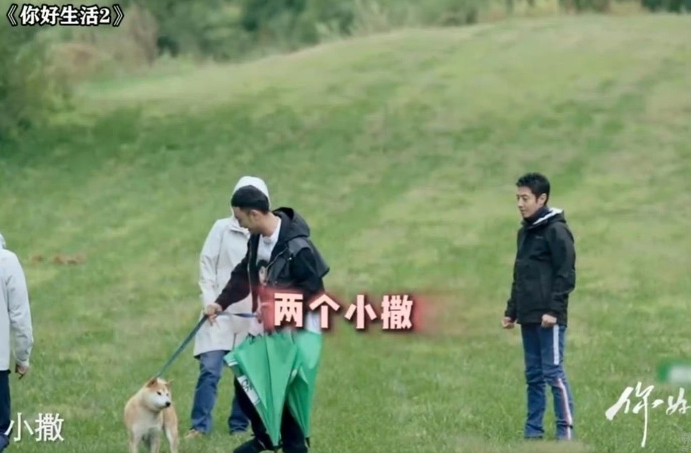 撒贝宁 躲不掉的柯基标签撒野组合售后杀疯了！尼格买提直播喊话送柯基叫小撒，直接把