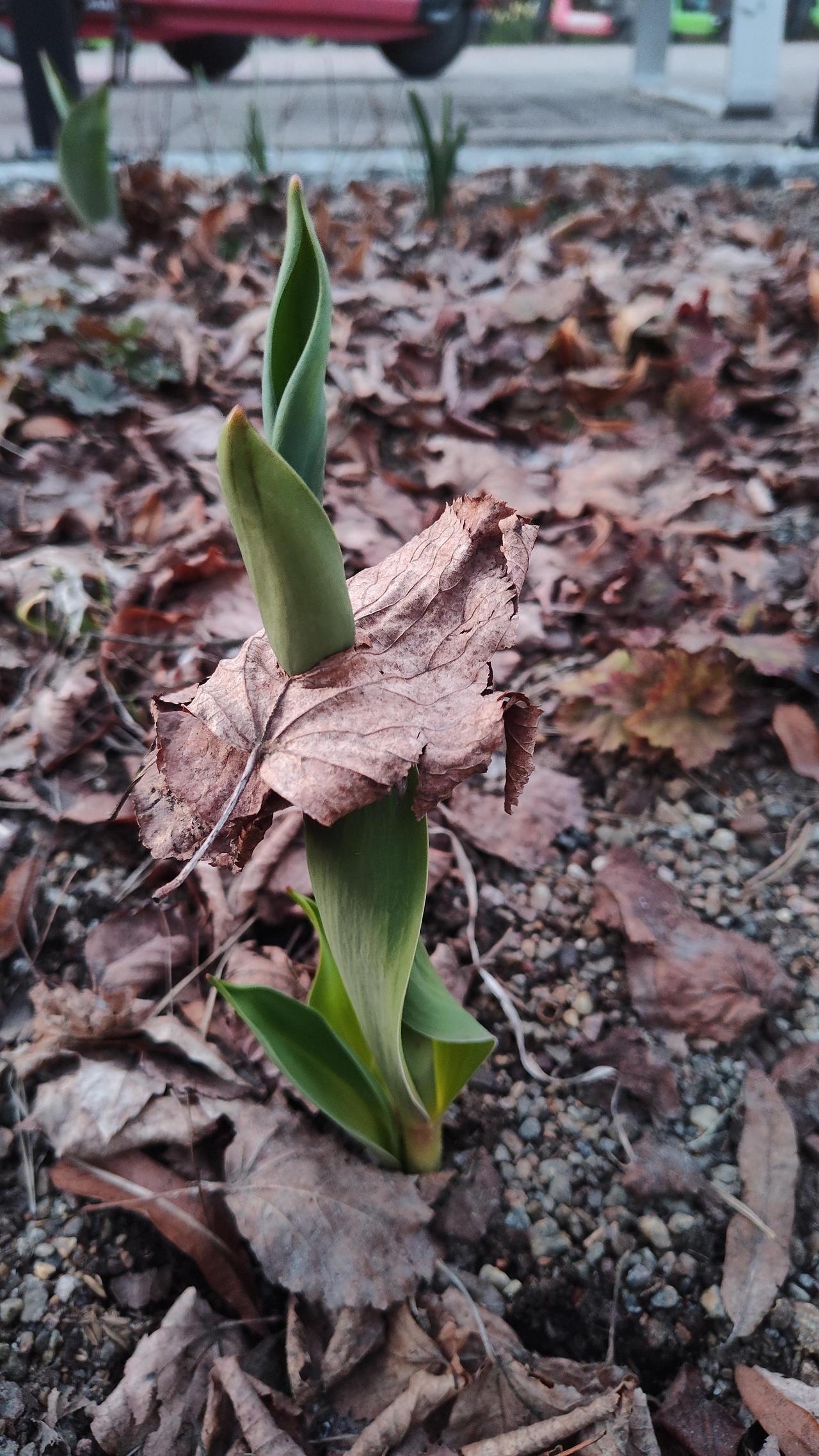 一株郁金香穿透干枯叶片生长，展示了植物突破障碍的顽强力量。这种现象在园艺中常见，