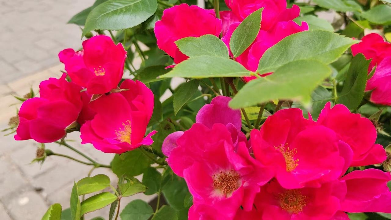 七绝•春天乾坤一色2567
（2026.3.21.19:05）
云彩从天一总落，