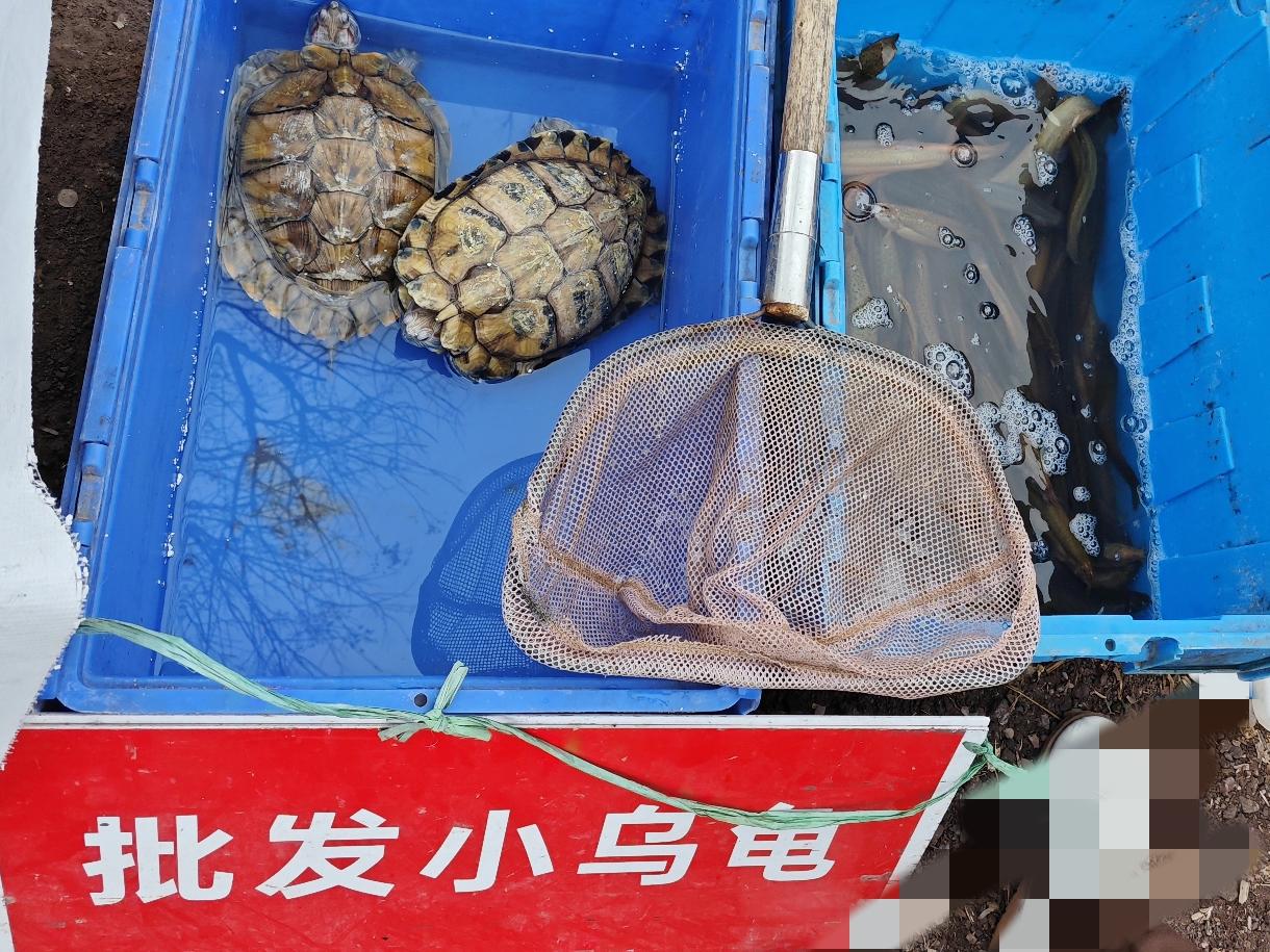 我看了一下，乌龟并不多，只有2只大点的，6只次大点的，再就是8只小小的。
乌龟虽