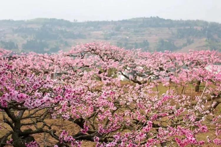 烟花三月下扬州、芳菲四月上兰州

兰州迟来的春天惹人醉

兰州穿石

春节过后南