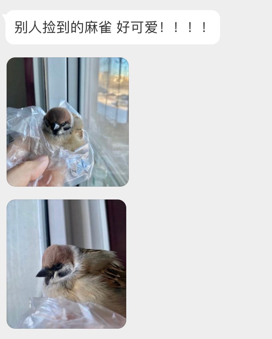 萌凶的小麻雀冻成球球了，暖一暖就可以放走了 ​​​