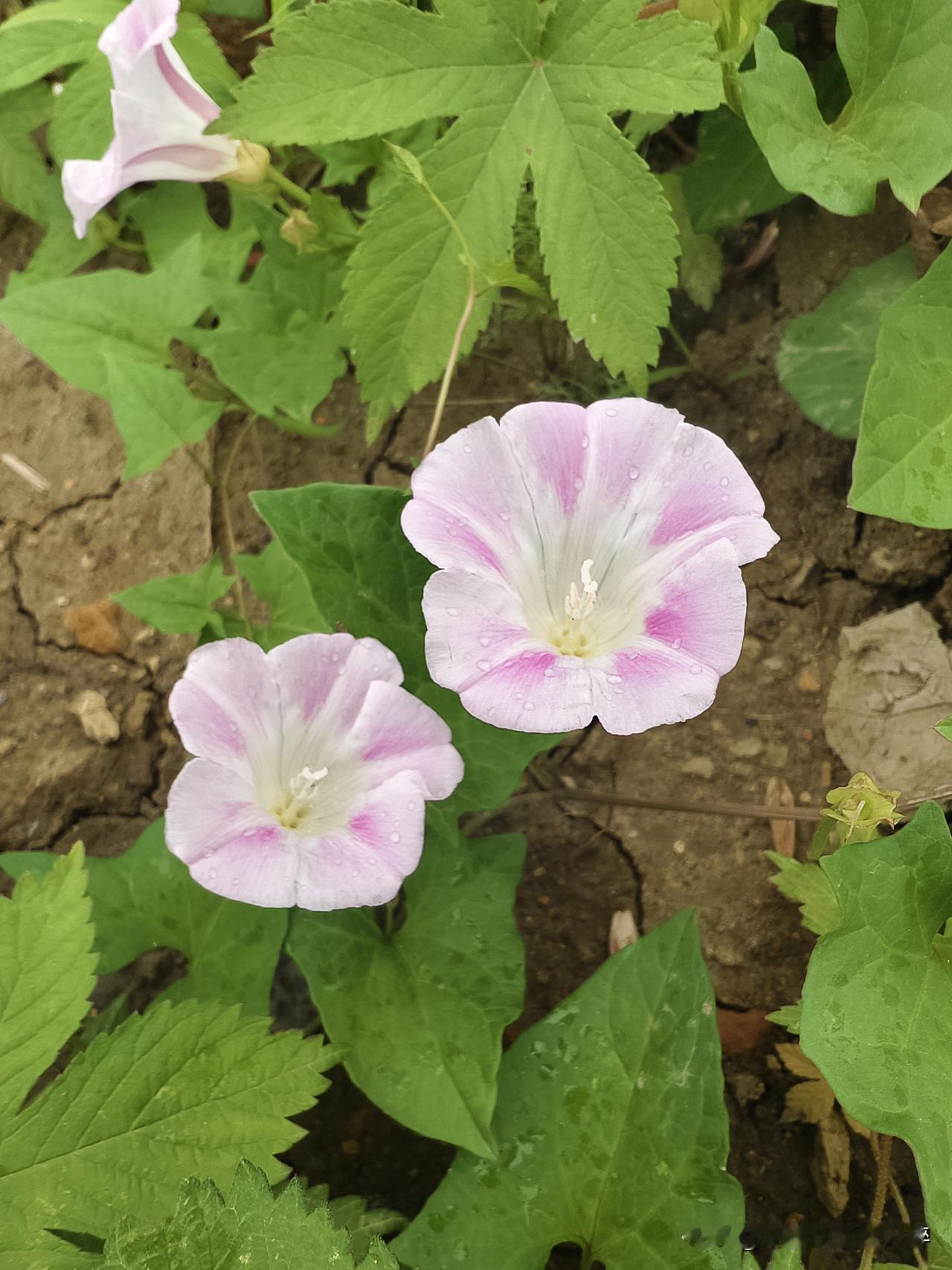 花美花香迷人醉